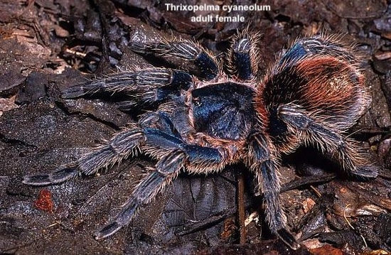 Thrixopelma Cyaneolum (Cobalt Red Rump) 1