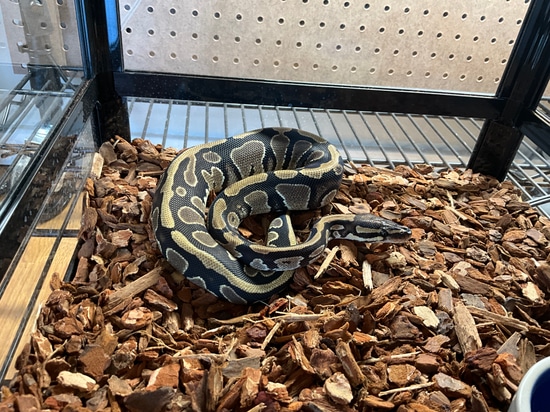 Normal Het Pied Ball Python by Eighth Element LLC