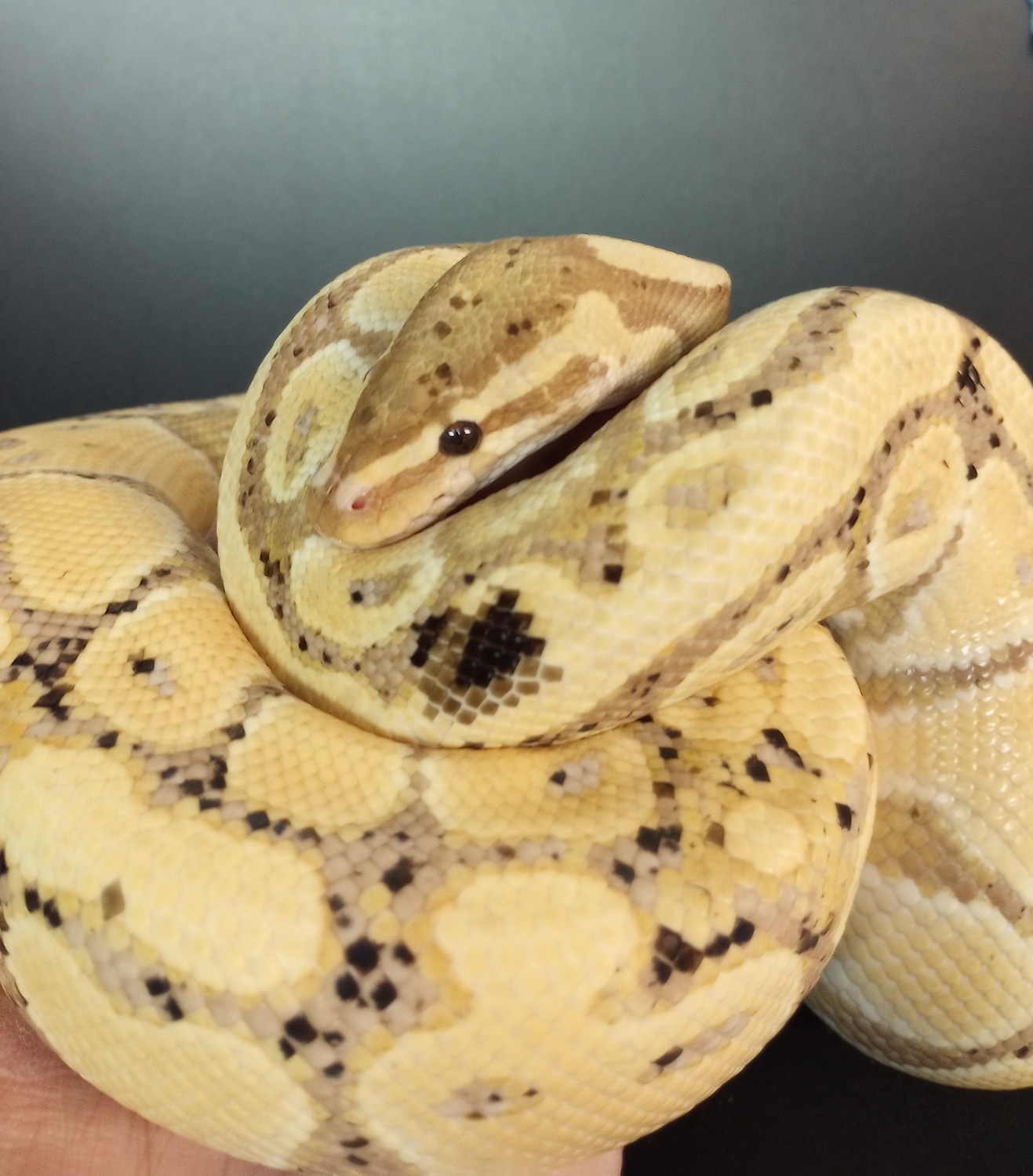 Banana Paradox Ball Python by Ejd Superior Reptiles - MorphMarket