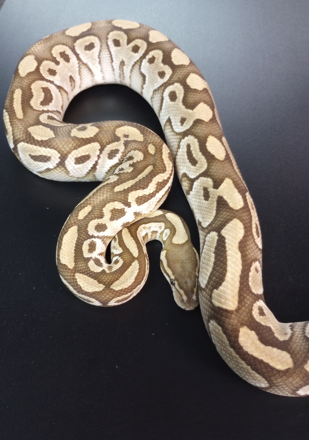 Breeder Male Lesser Ball Python by Ejd Superior Reptiles - MorphMarket