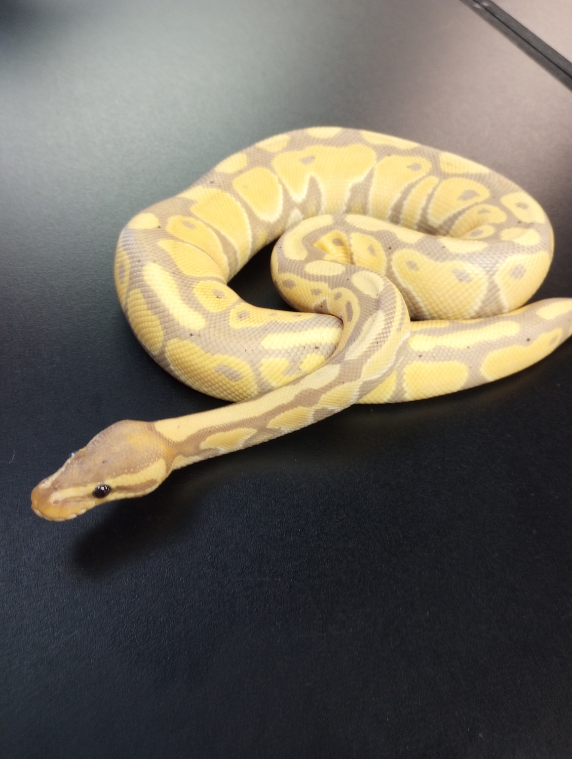 Coral Glow Black Pastel DH Albino Clown Ball Python by Ejd Superior ...