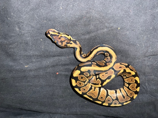 Spotnose рџ ї Het Clown Ball Python By Allentown Pythons