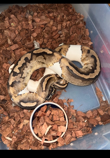Normal Pied Ball Python by Allentown pythons