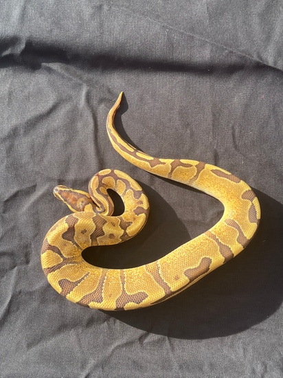 Enchi Fire Ball Python by E&J Snakes