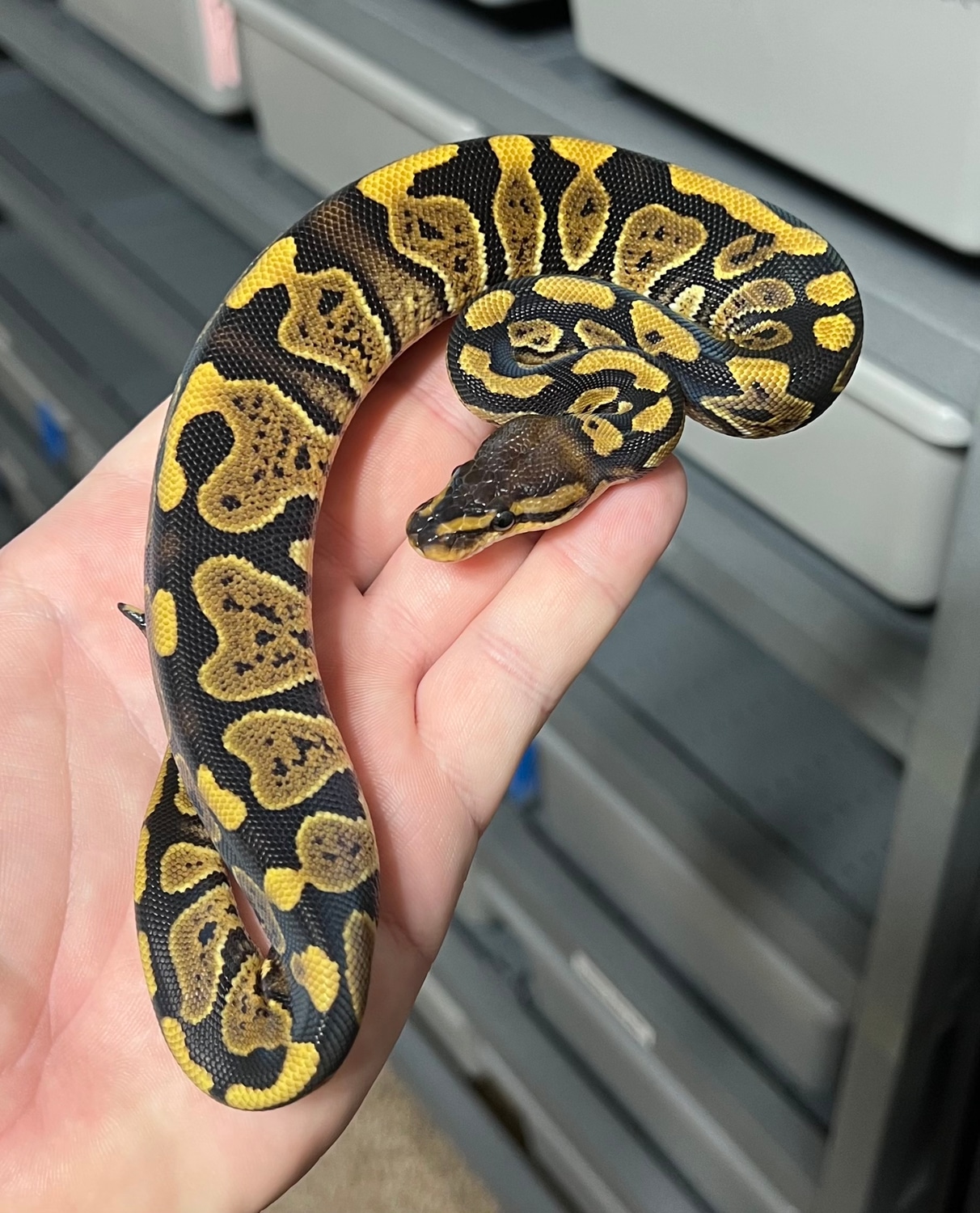 Fire Wookie Ball Python by Monster Morphs - MorphMarket
