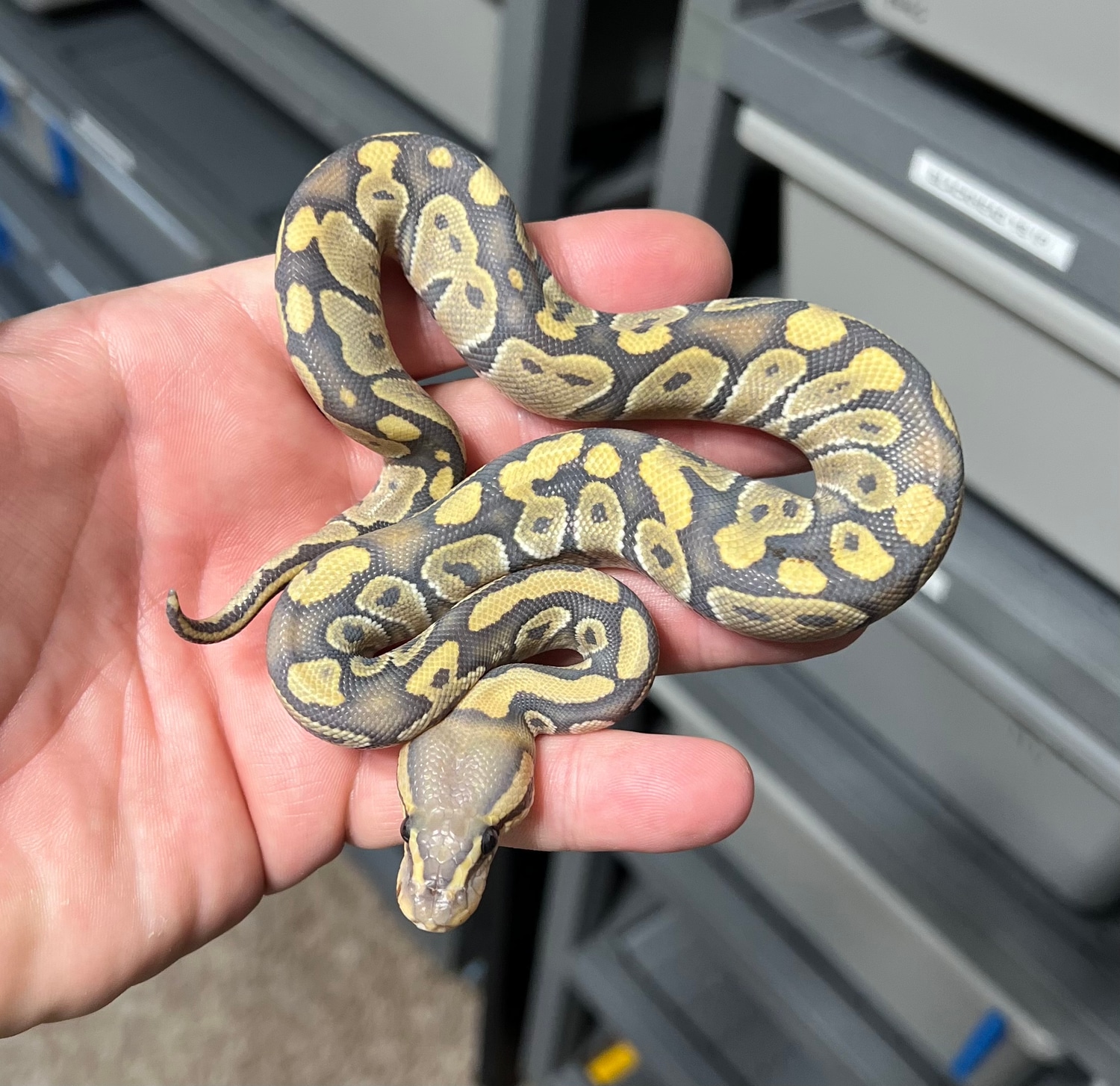 Chocolate Hypo Pos. Het Desert Ghost Ball Python by Monster Morphs ...