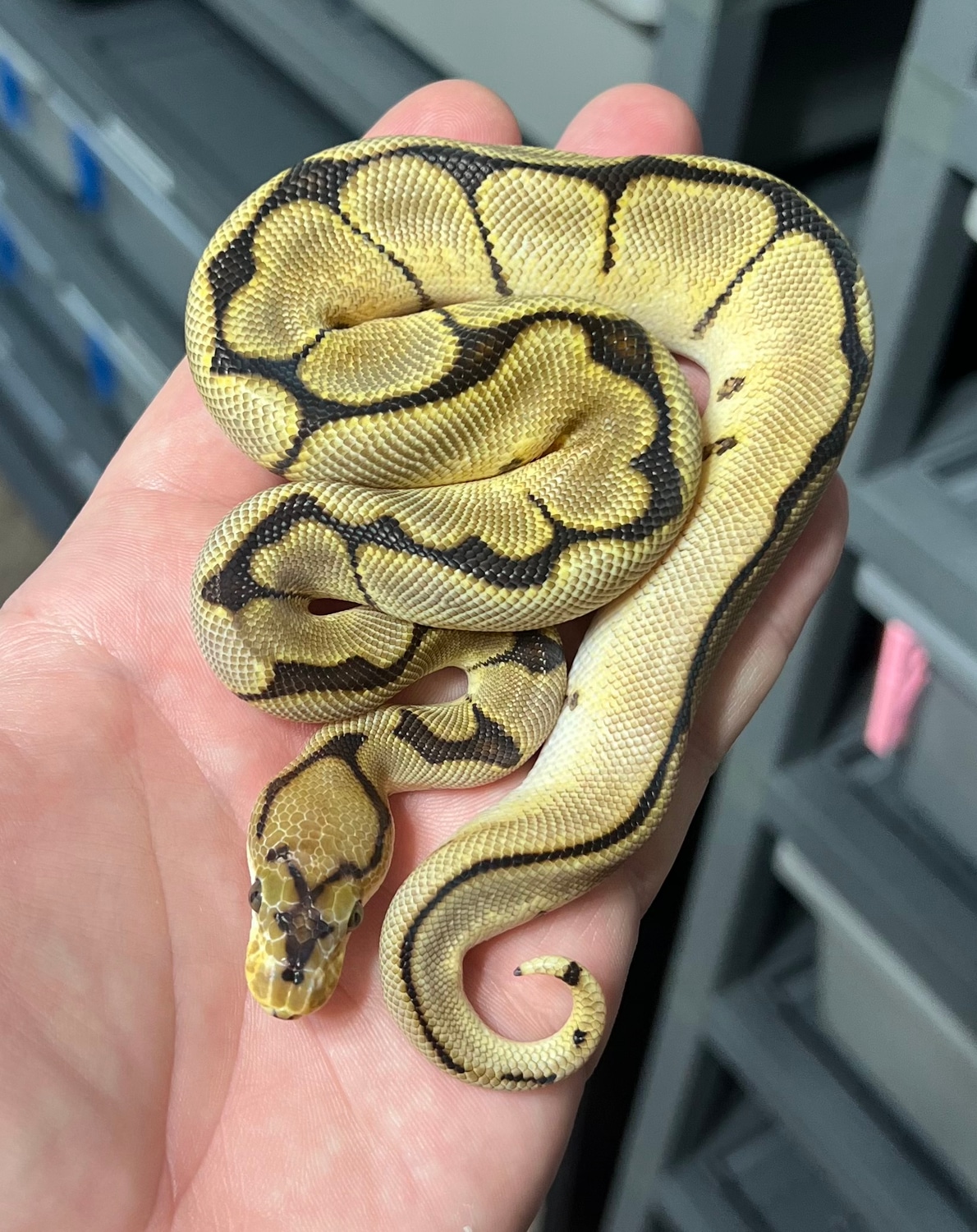 Spider Clown Ball Python by Monster Morphs - MorphMarket