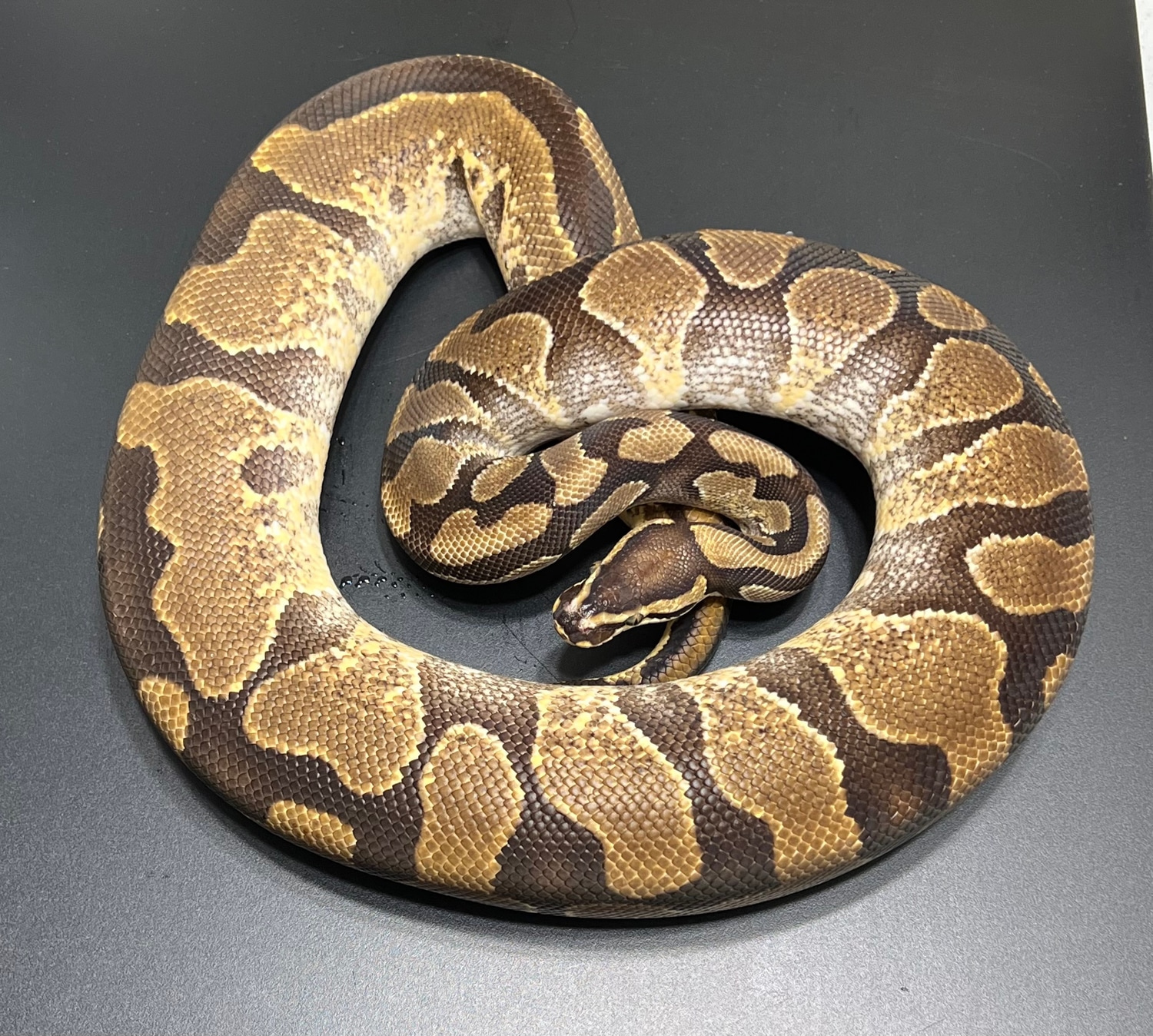 Enchi Yellowbelly Het Clown Ball Python by Monster Morphs - MorphMarket