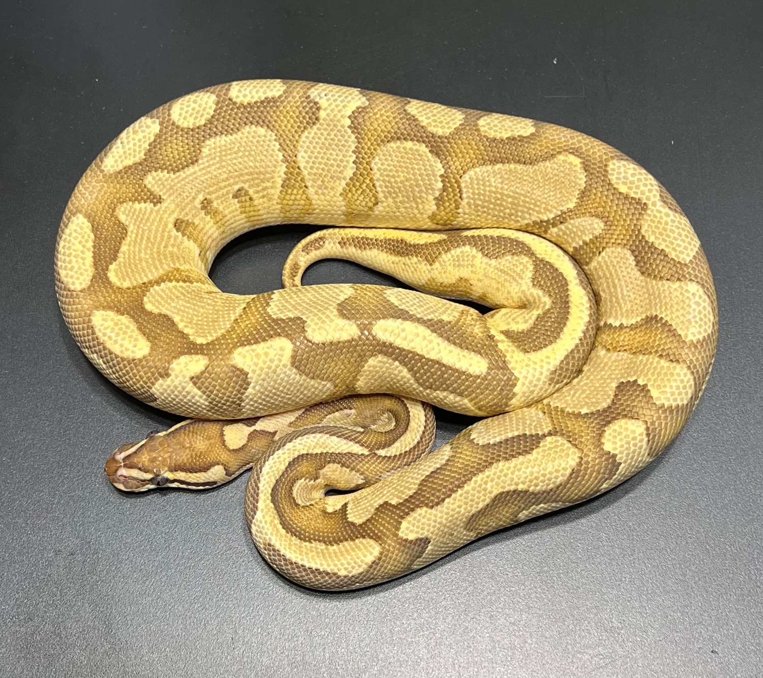 Fire Enchi Trojan Ball Python by Monster Morphs - MorphMarket