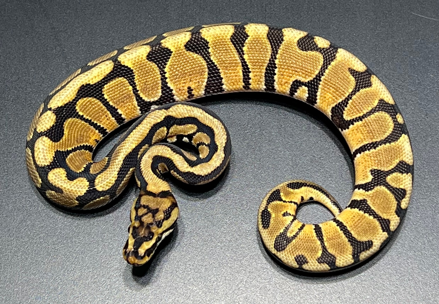 Spotnose Het Clown Ball Python by Monster Morphs - MorphMarket