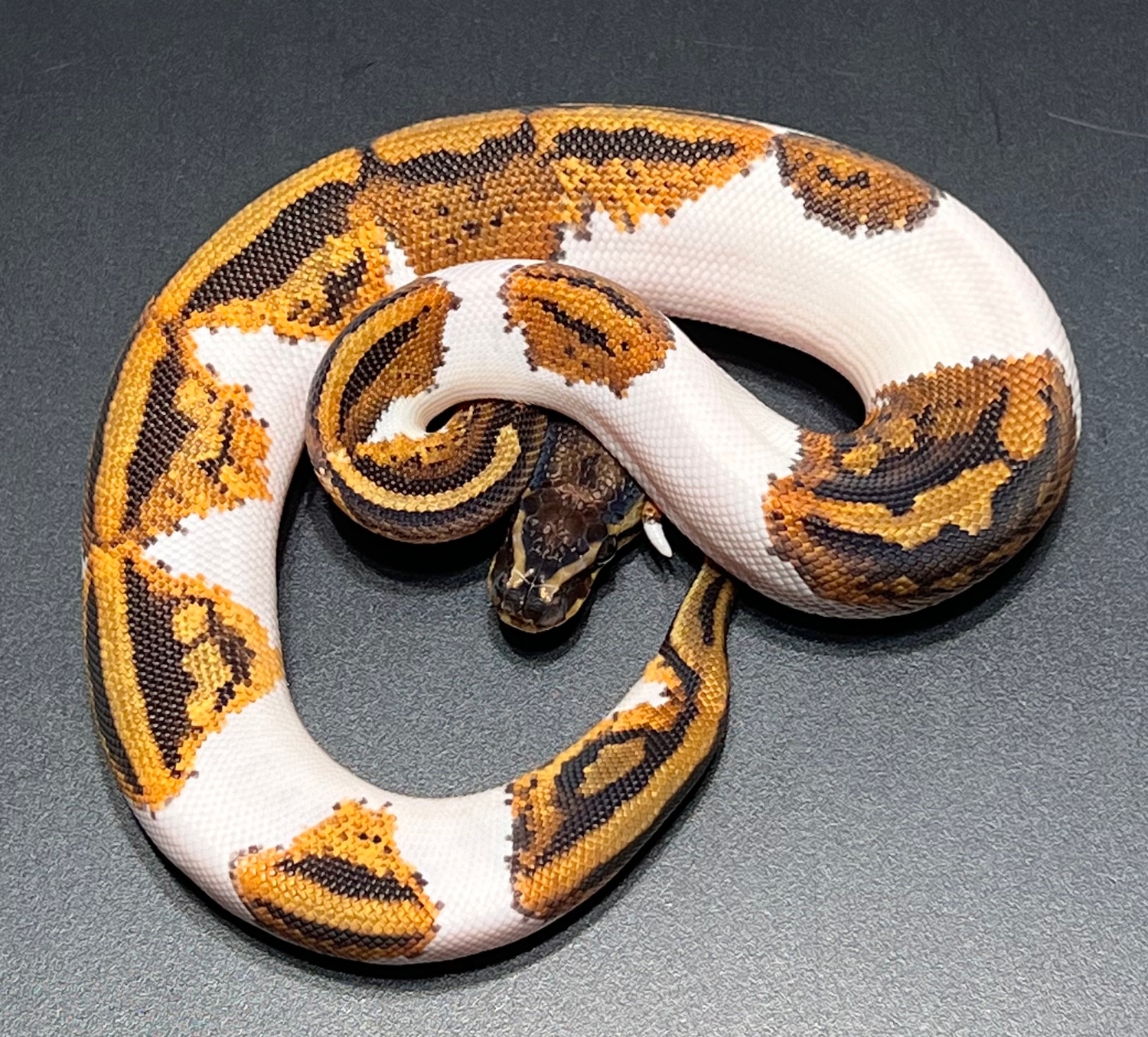 Yellowbelly Piebald Ball Python by Monster Morphs - MorphMarket