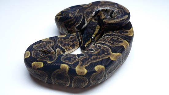 GHI Ball Python by Alien Heads & Headstamps