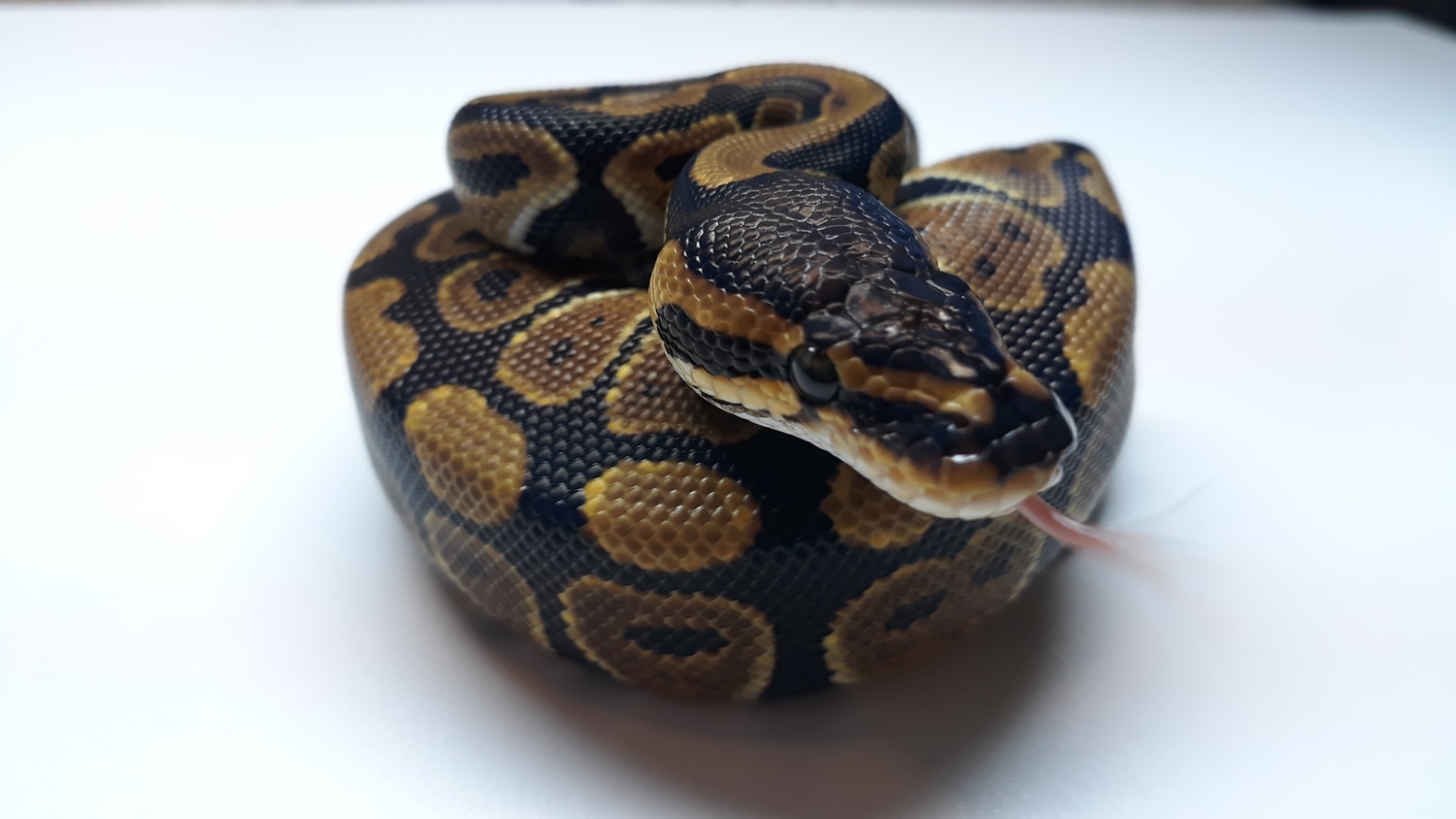 Het Clown Ball Python by Alien Heads & Headstamps - MorphMarket
