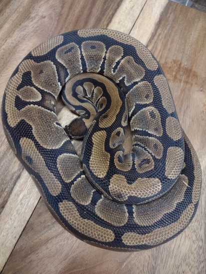 Normal Ball Python by Alien Heads & Headstamps