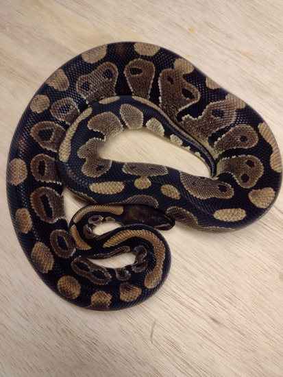 Het Clown Ball Python by Alien Heads & Headstamps