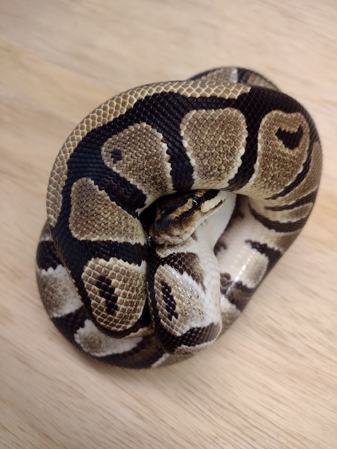 Het Clown Ball Python by Alien Heads & Headstamps - MorphMarket