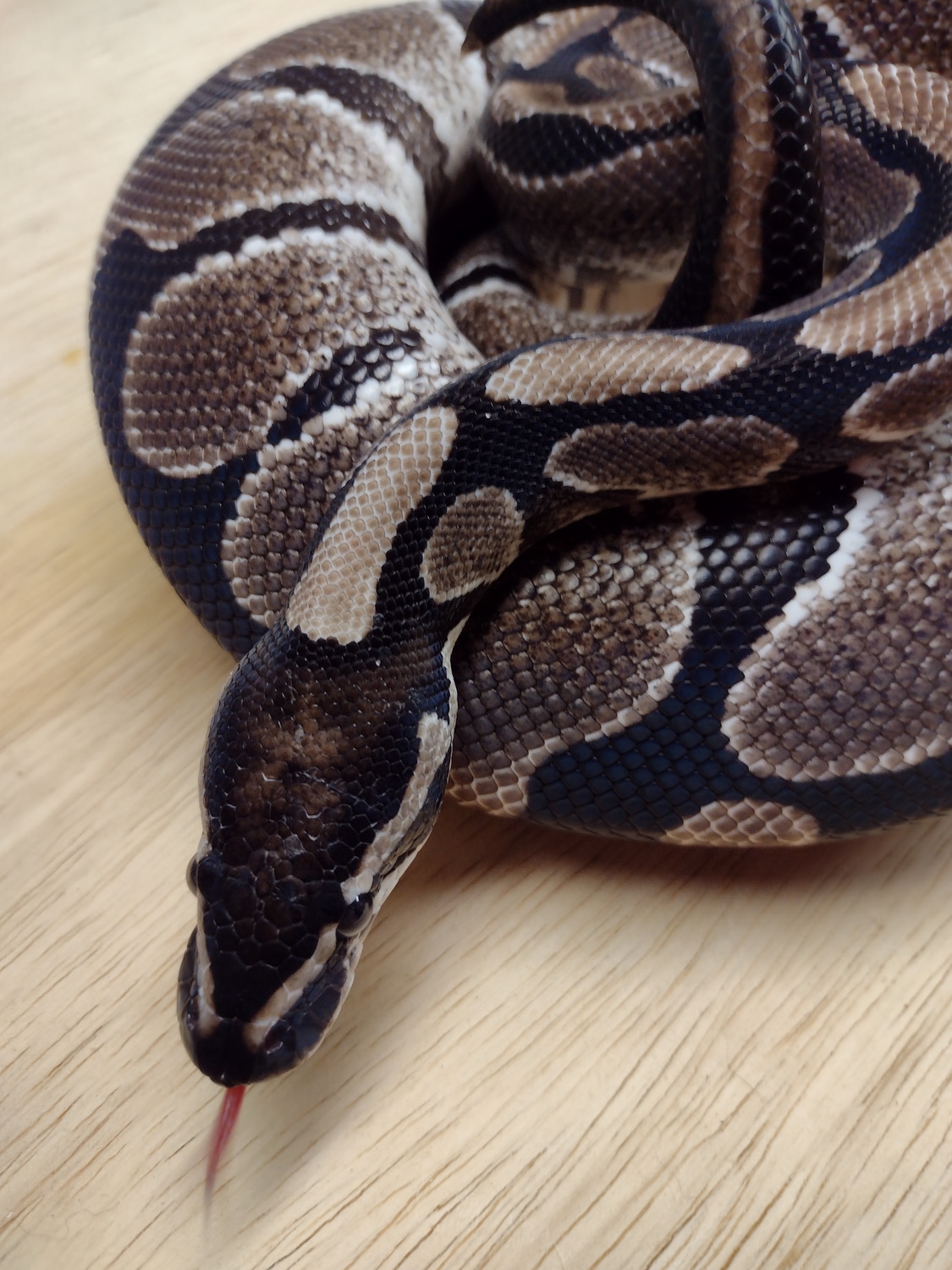 VPI Axanthic. Price Includes Shipping. Ball Python by Alien Heads ...