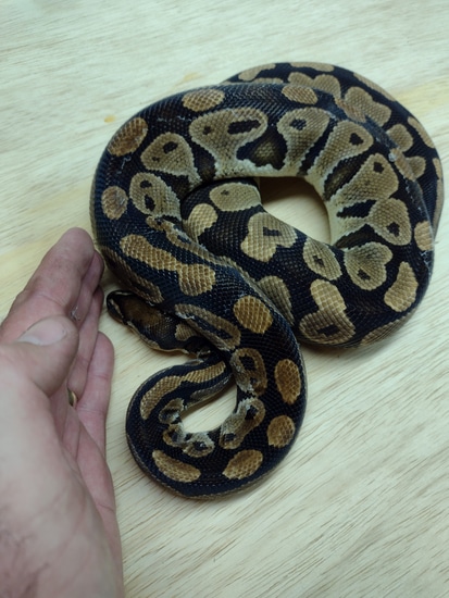 Het Clown Ball Python by Alien Heads & Headstamps