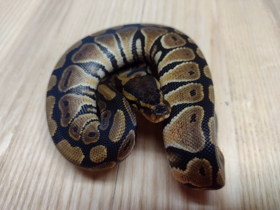 Het Clown Ball Python by Alien Heads & Headstamps