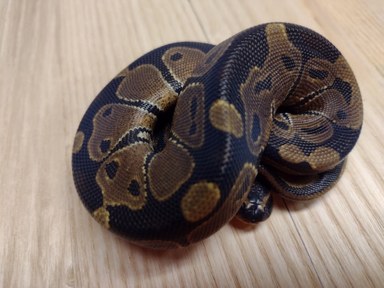 Normal Ball Python by Alien Heads & Headstamps
