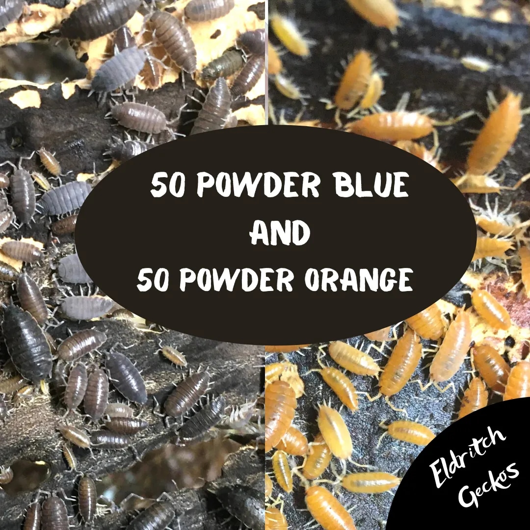 50 Powder Blue 50 Powder Orange Isopod by Eldritch Geckos MorphMarket