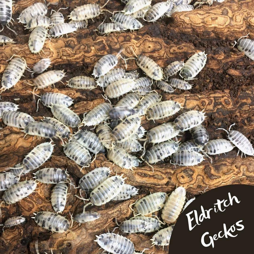 100 Powder Blue 100 Powder Orange 50 Dairy Cow Isopod by Eldritch