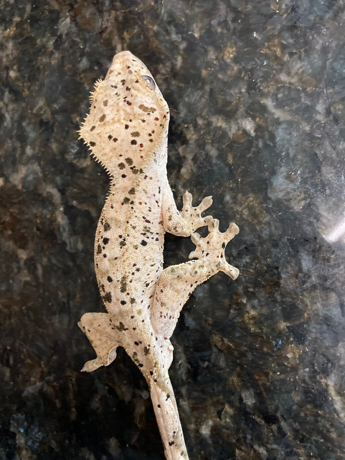 Super Dalmatian Crested Gecko By Lightning Morphs MorphMarket super-dalmatian-crested-gecko-by-lightning-morphs-morphmarket