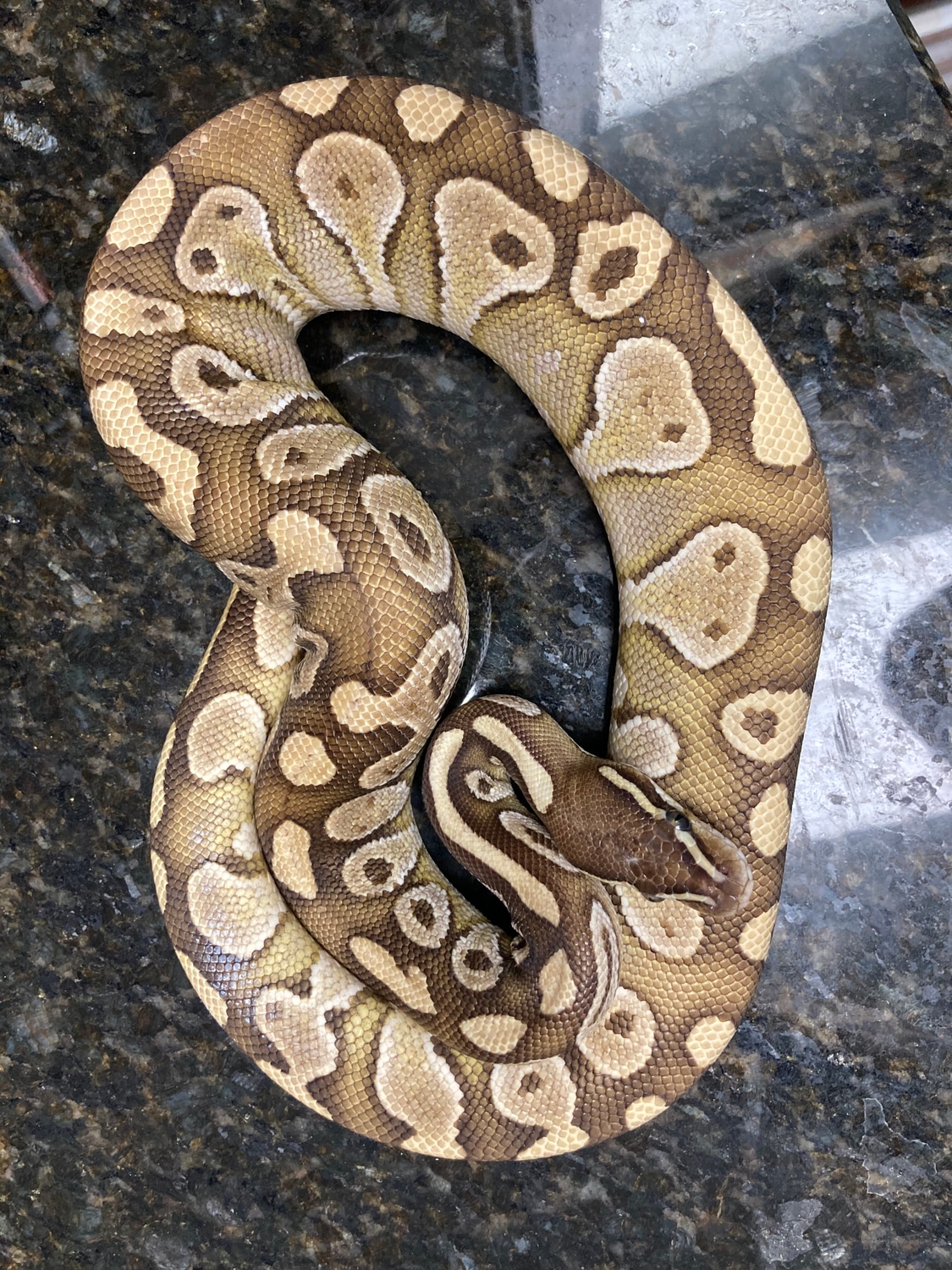Mojave Ball Python by Lightning Morphs - MorphMarket