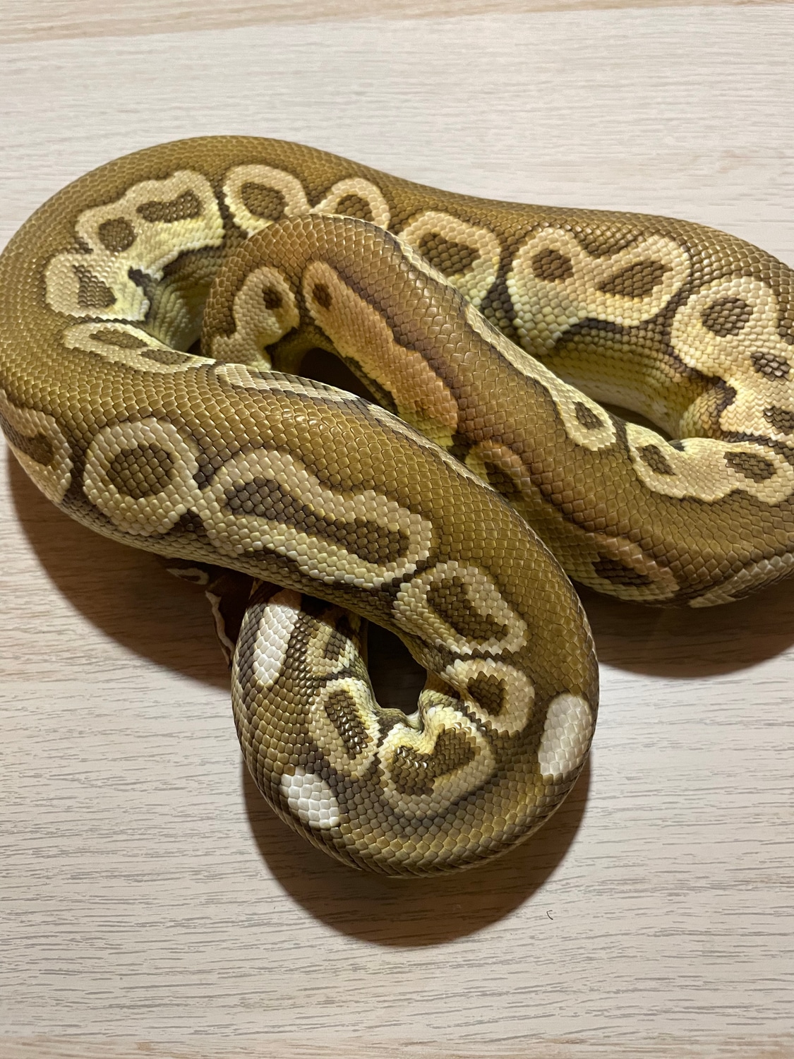 Lesser HRA Ball Python by Lightning Morphs - MorphMarket