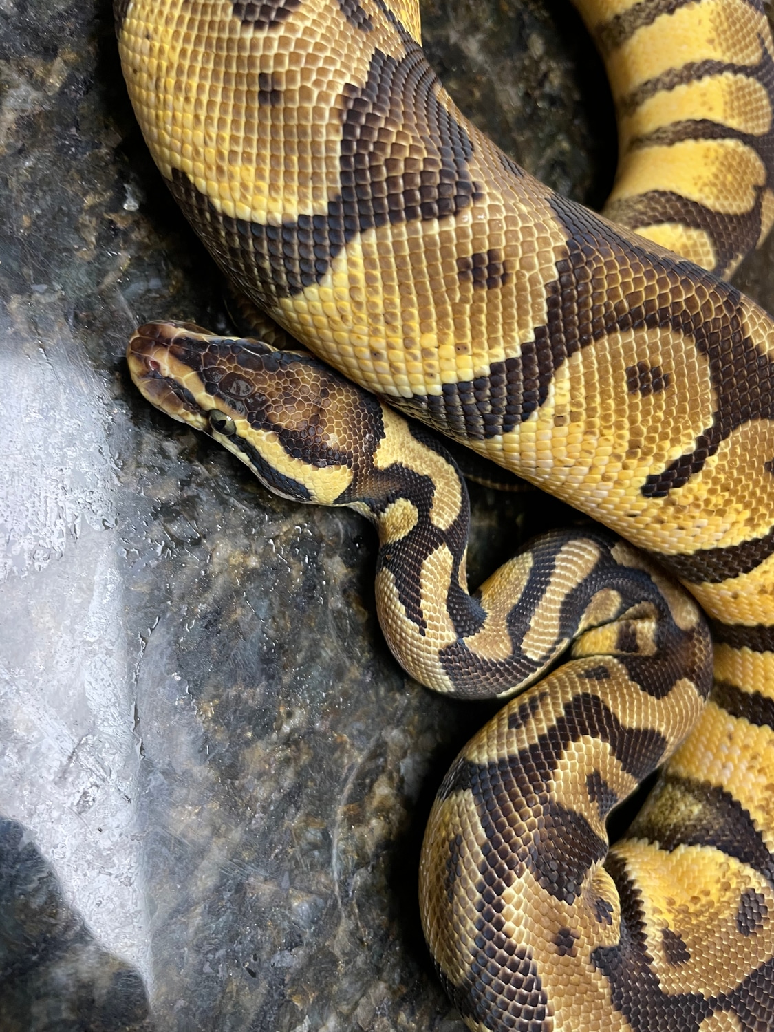 Pastel Enchi Ball Python by Lightning Morphs - MorphMarket
