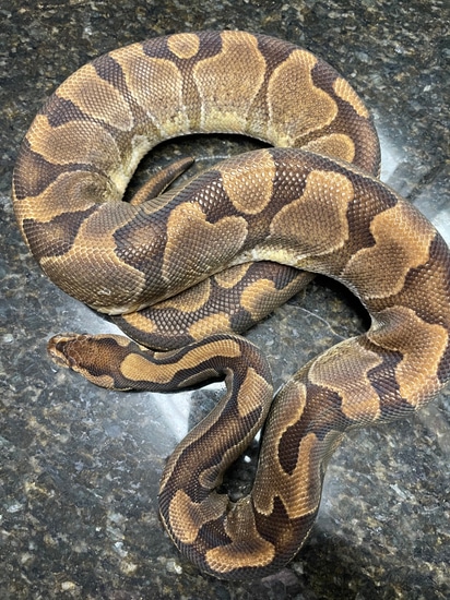 Enchi Ball Python by Lightning Morphs