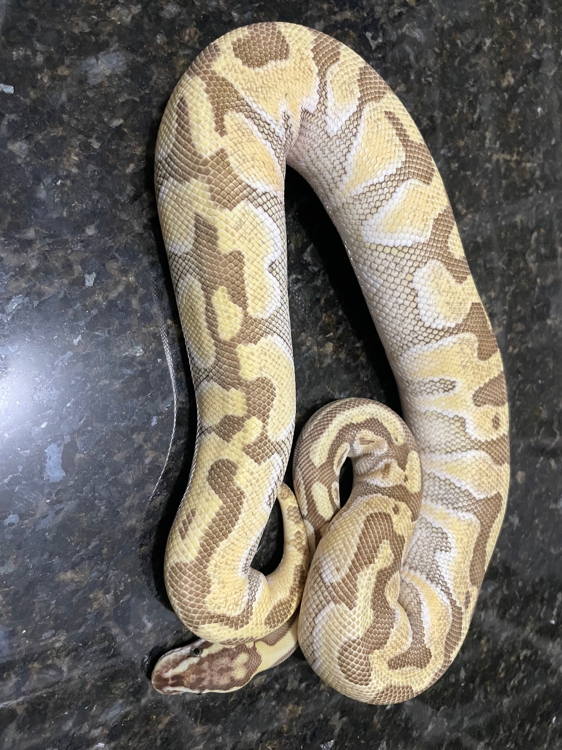 Lesser Pastel Enchi Ball Python by Lightning Morphs - MorphMarket
