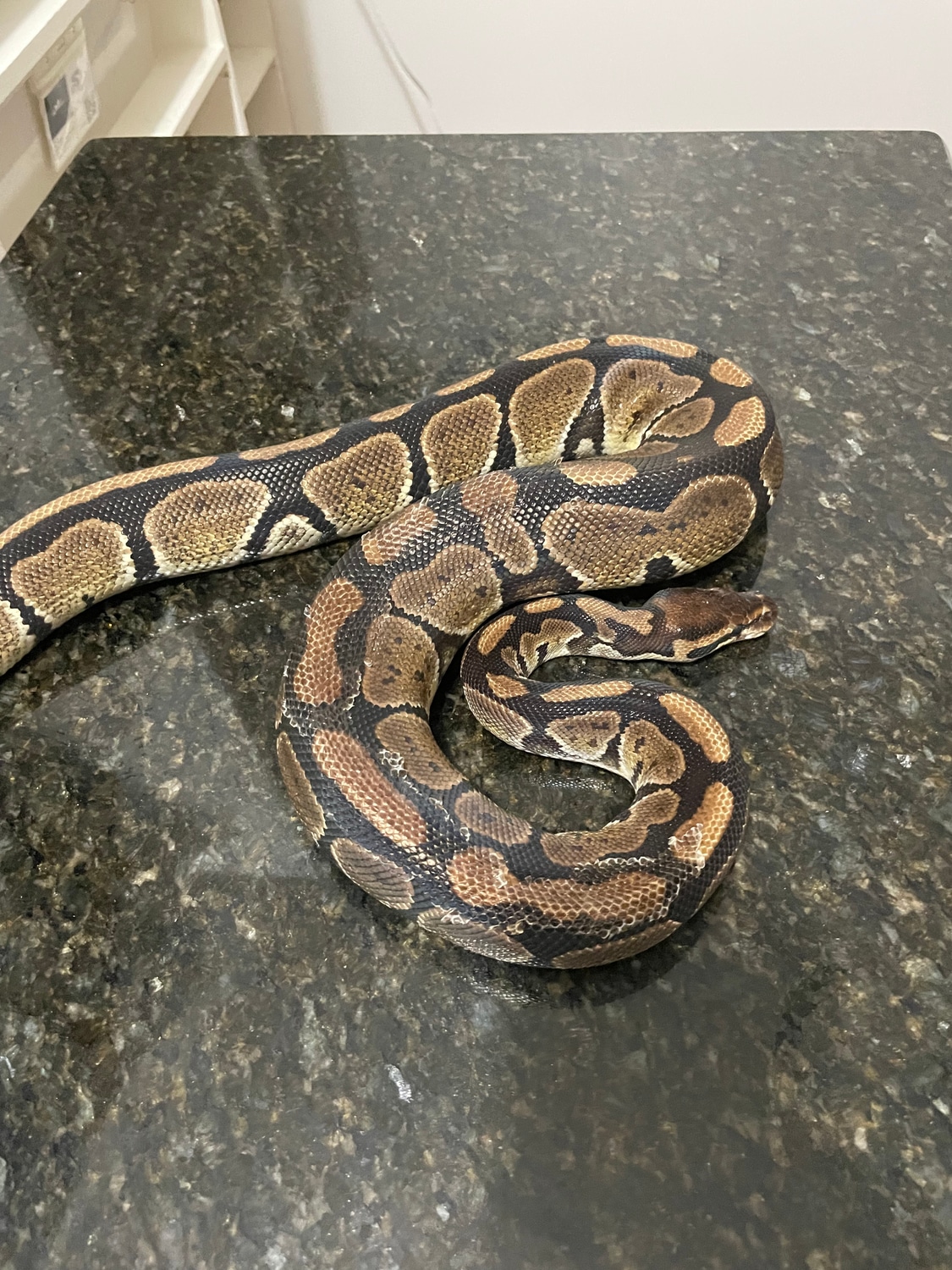 Normal Ball Python by Lightning Morphs - MorphMarket