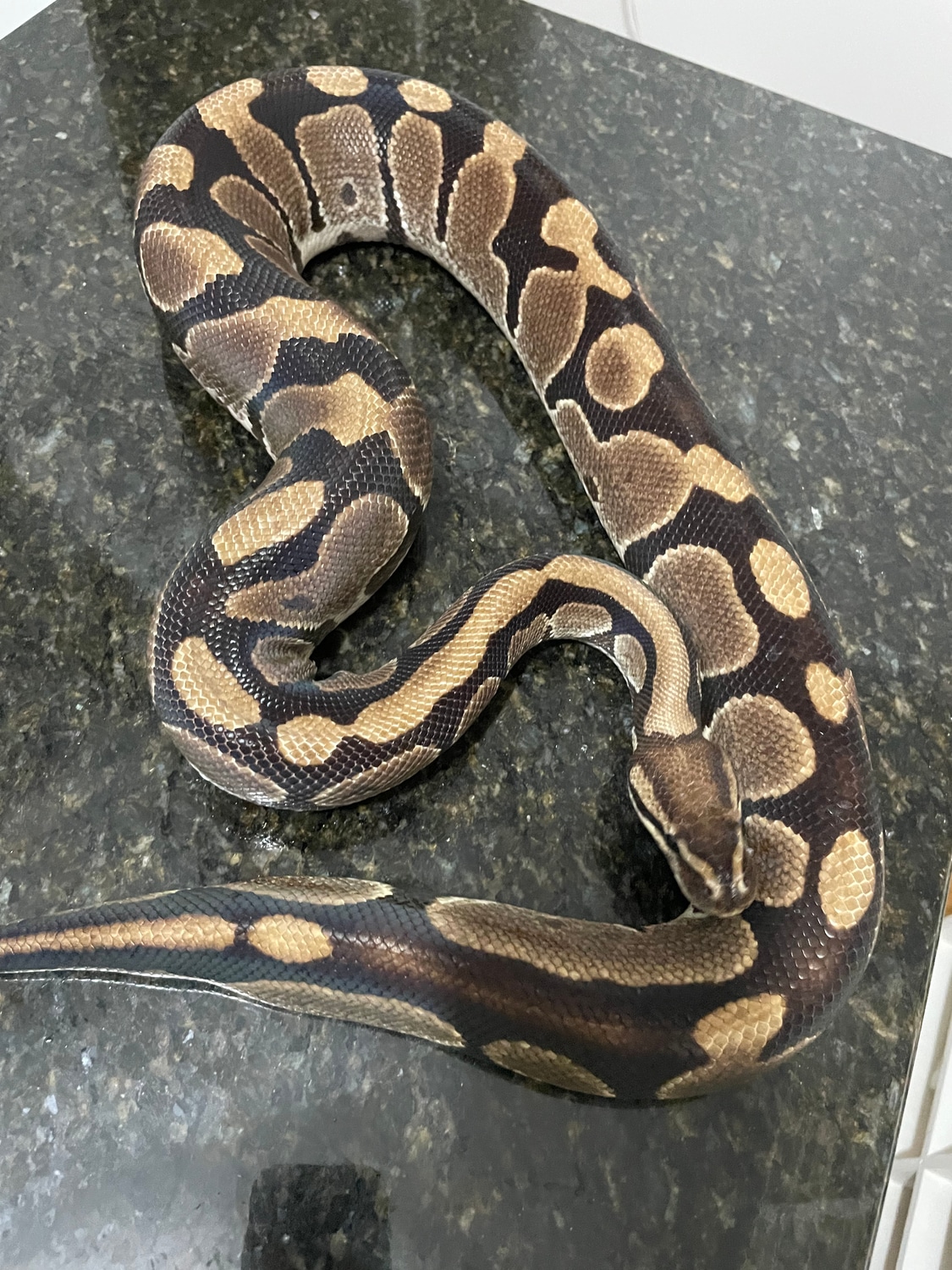 Chocolate Ball Python by Lightning Morphs - MorphMarket