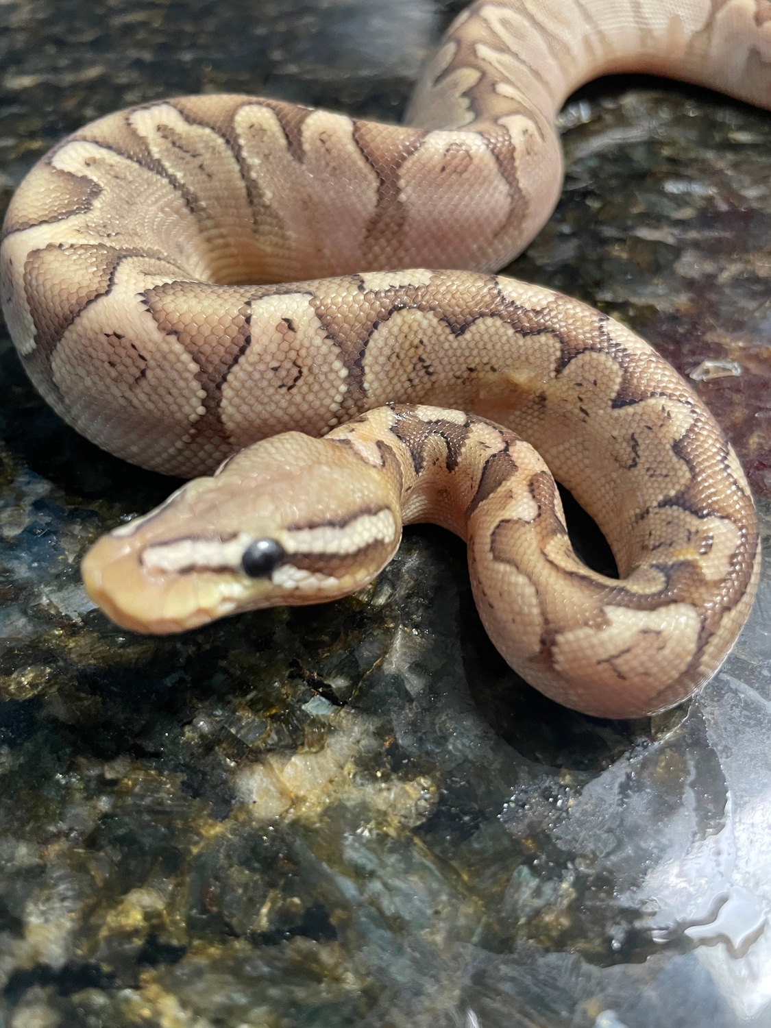 Pastel Bamboo Ball Python by Lightning Morphs - MorphMarket