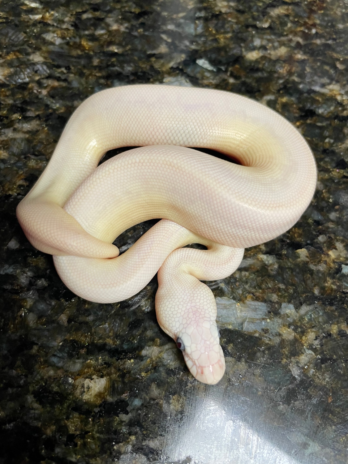 Bamboo Lesser Poss Pastel Ball Python by Lightning Morphs - MorphMarket
