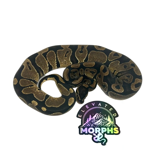 Normal Ball Python by Elevated Morphs