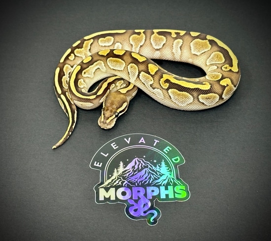 Pastel Lesser Ball Python by Elevated Morphs