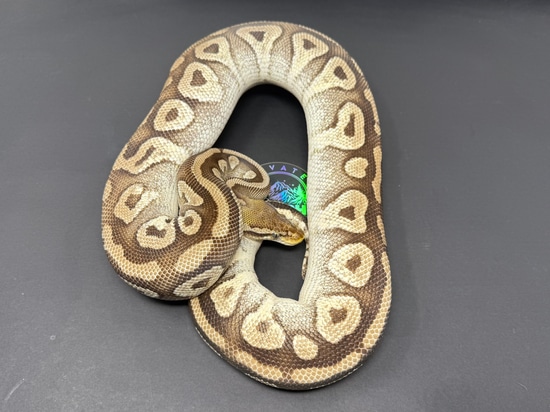 Pastel Mojave Proven Ball Python by Elevated Morphs