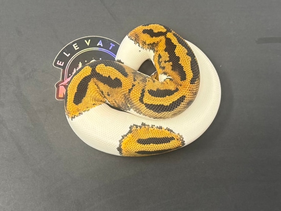 Piebald Ball Python by Elevated Morphs