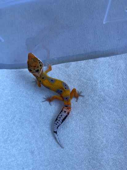 Tangerine (Atomic/Clown) TSF Leopard Gecko by Quanta Geckos