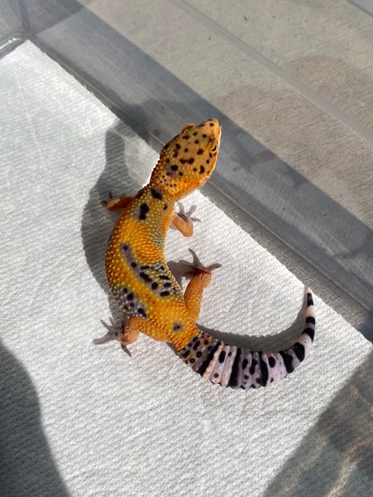 Atomic X Clown Leopard Gecko by Quanta Geckos