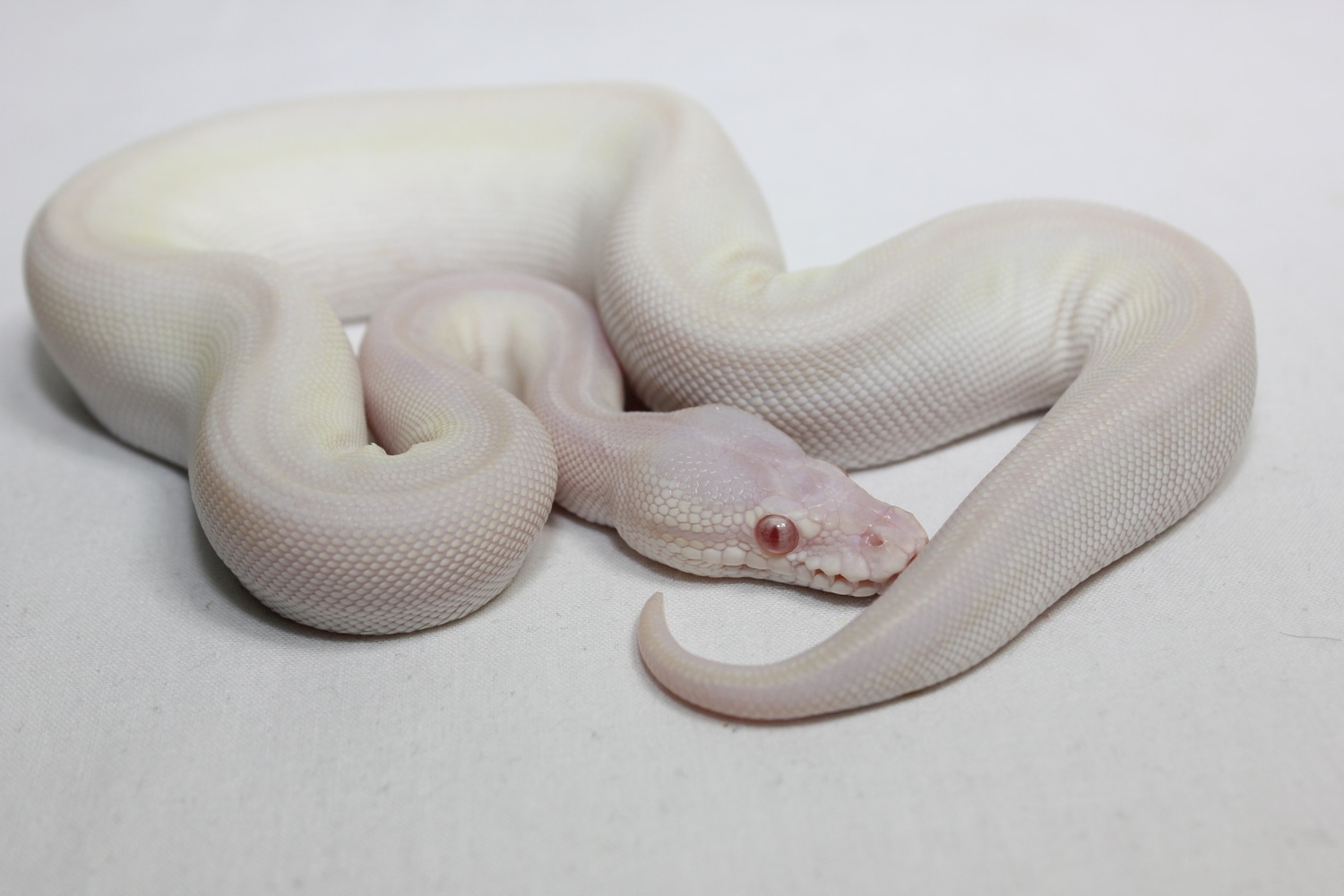 Cherry Bomb ( Super Mojave Albino ) Ball Python by Elite Ball Pythons ...