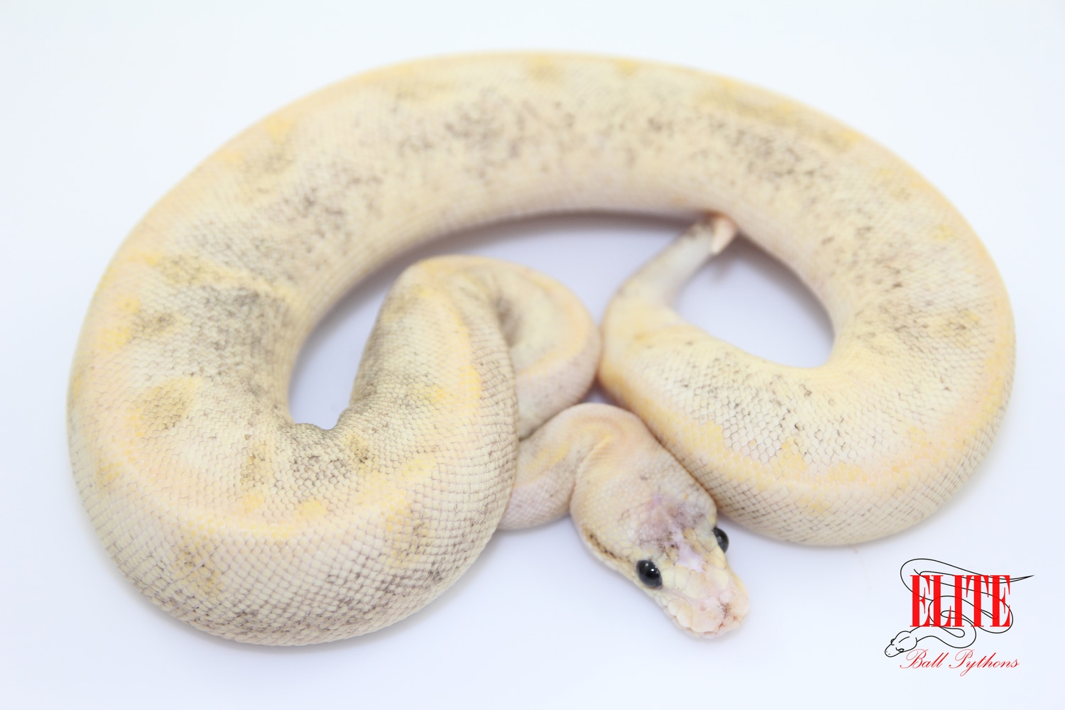 Super Pastel Champagne Scaleless Head F64 Ball Python by Elite Ball ...