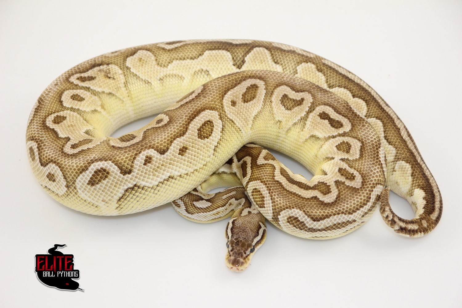 Pastel Butter Het Red Axanthic Ball Python by Elite Ball Pythons ...
