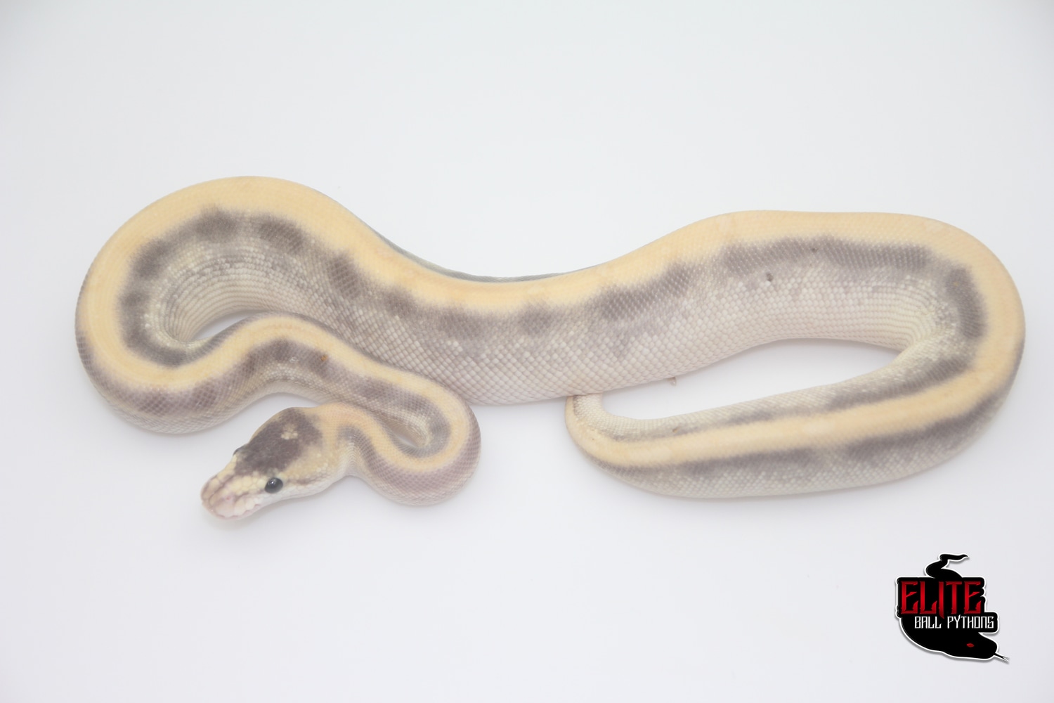 Bamboo Champagne Ball Python by Elite Ball Pythons - MorphMarket