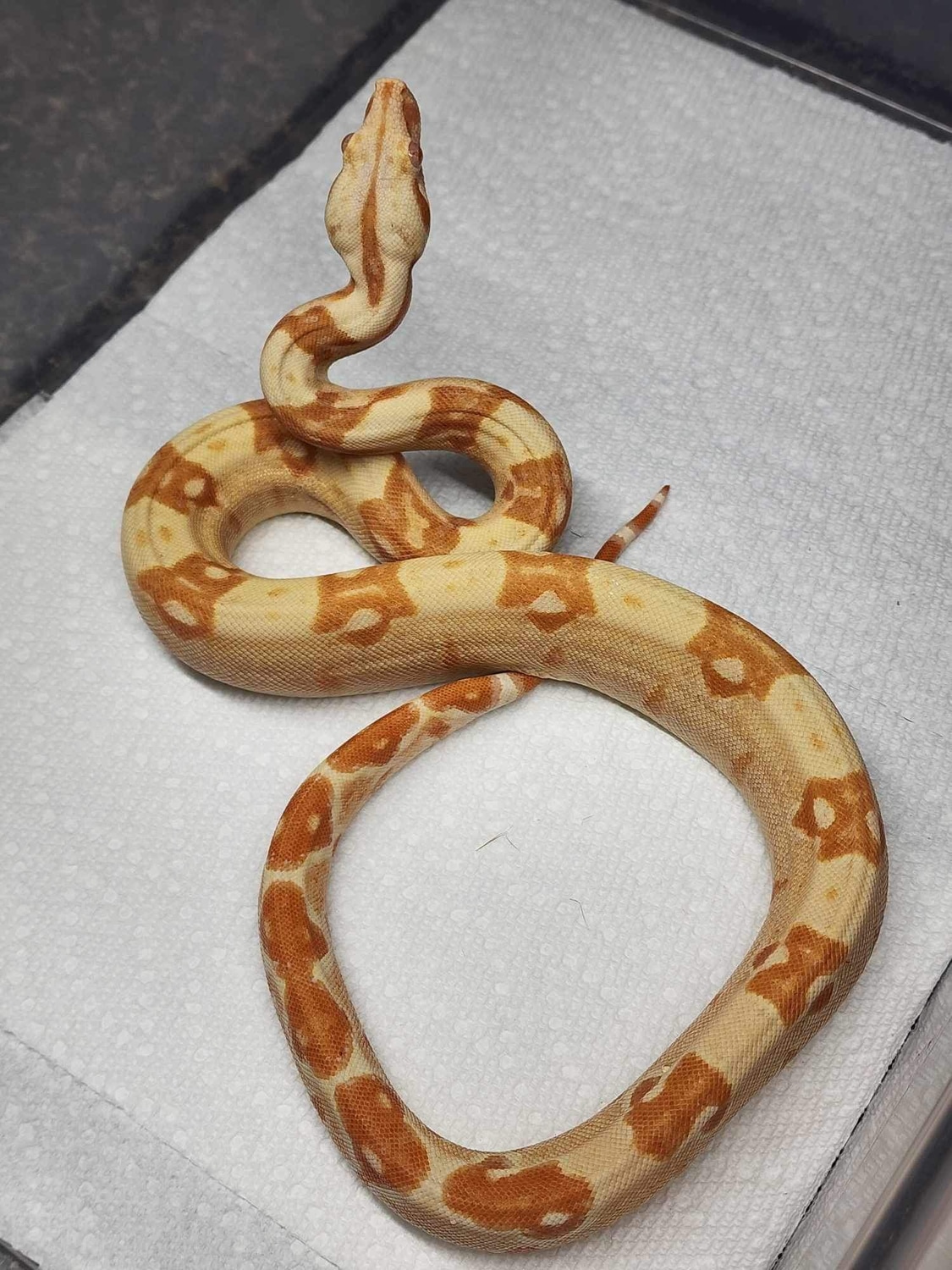 Red Purple Pastel Sharp Line Sunglow Columbian Redtailed Boa Boa