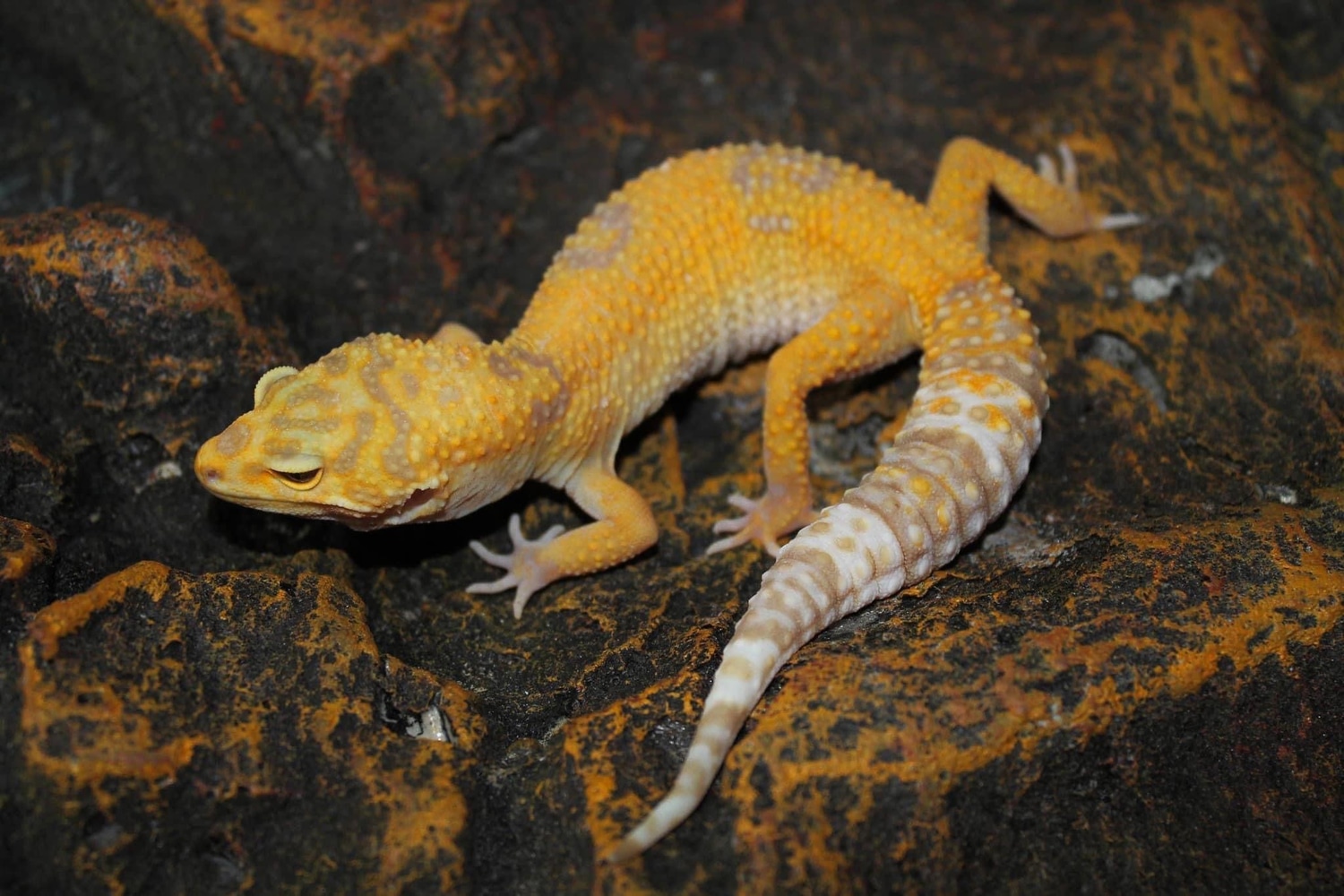 Tangerine Tremper (Stonewash Lineage) 66 Het Eclipse Leopard Gecko by