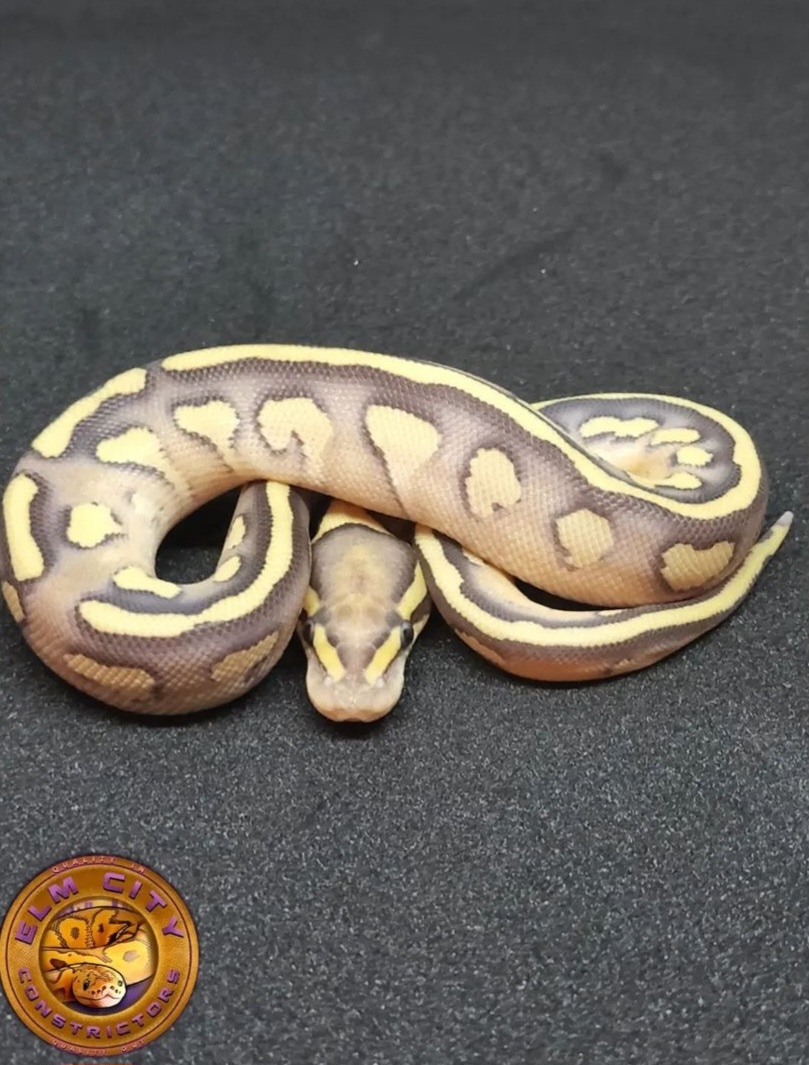 Blackhead Lesser Fire Yb Poss GHI Ball Python by Elm City Constrictors ...