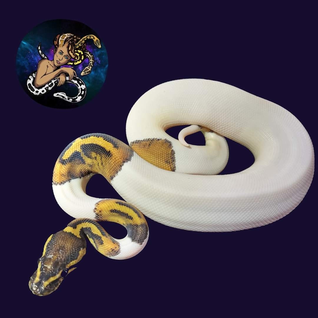 Piebald Het Albino Ball Python by Ms. Understood Exotics - MorphMarket